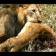 Animal Cannibalism Animal Fights compilation | WildLife