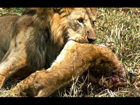 Animal Cannibalism Animal Fights compilation | WildLife