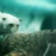 Animal Face-Off: Polar Bear vs. Walrus