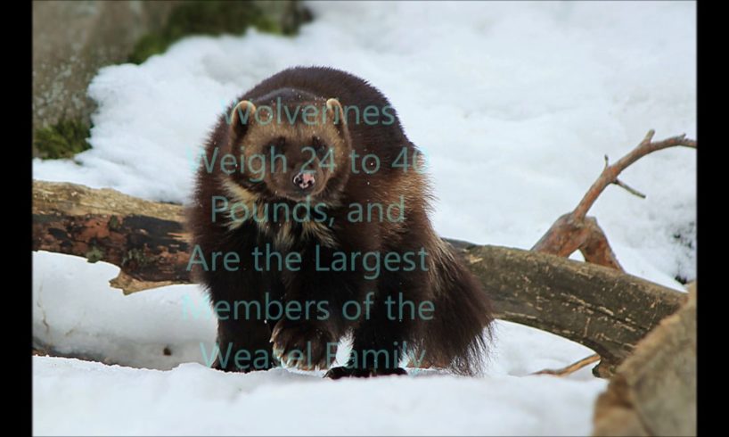 Animal Fight Club Season 1: Episode 14: Wolverine Vs Grizzly Bear