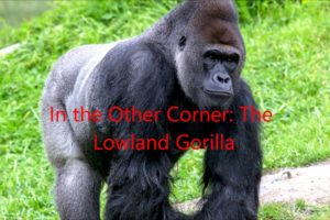 Animal Fight Club Season 2 Episode 12: Borneo Orangutan Vs Lowland Gorilla