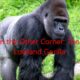 Animal Fight Club Season 2 Episode 12: Borneo Orangutan Vs Lowland Gorilla