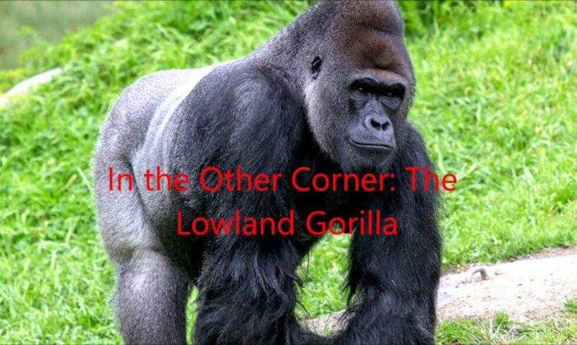 Animal Fight Club Season 2 Episode 12: Borneo Orangutan Vs Lowland Gorilla