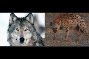 Animal Fight Club Season 3 Episode 5: Grey Wolf Vs Spotted Hyena