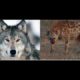 Animal Fight Club Season 3 Episode 5: Grey Wolf Vs Spotted Hyena