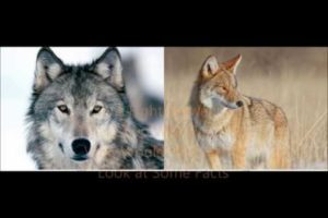 Animal Fight Club Season 3 Episode 7: Grey Wolf Vs Coyote