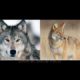 Animal Fight Club Season 3 Episode 7: Grey Wolf Vs Coyote