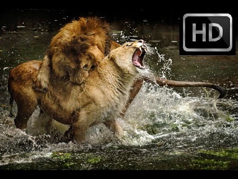 Animal Fight Compilation 2017!!Tiger vs Tiger,Porcupine,Alligator vs Alligator!!