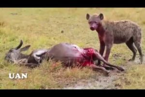 Animal Fights Caught On Tape 2019 -  Wildlife Animal Attack   Lion vs Hyenas vs Tiger Real Fight