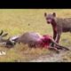 Animal Fights Caught On Tape 2019 -  Wildlife Animal Attack   Lion vs Hyenas vs Tiger Real Fight