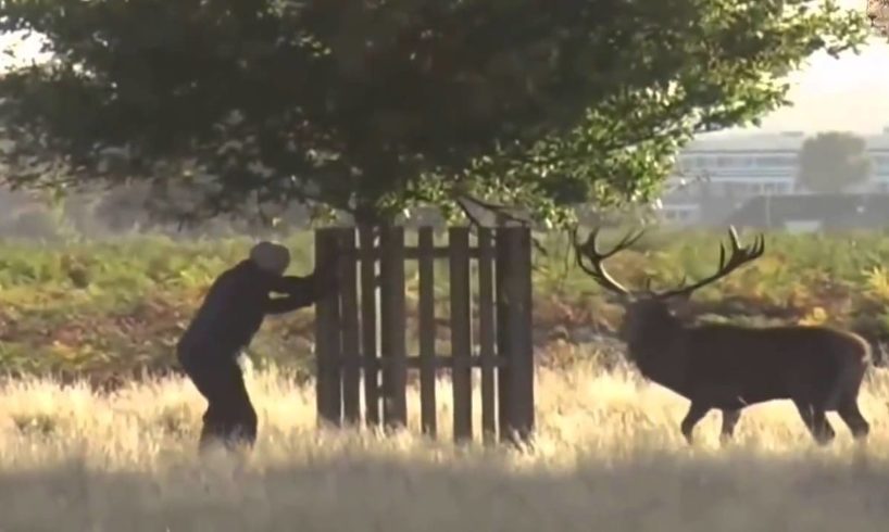 Animal Fights to Death 2016 ❤❤❤ Bear vs Human vs Rhino