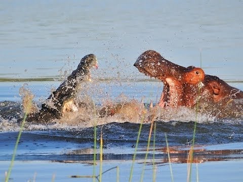 Animal Fights.