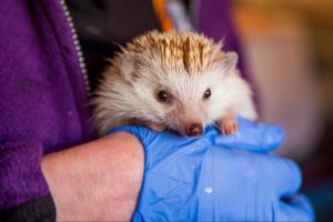 Animal Lover Turns Home Into Hedgehog Hospital