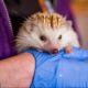 Animal Lover Turns Home Into Hedgehog Hospital