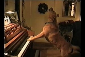 Animal Musical Prodigies - Compilation