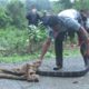 Animal Rescue Squad rescued injured King Cobra ( Ophiophagus hannah)  at Sattari- Goa..