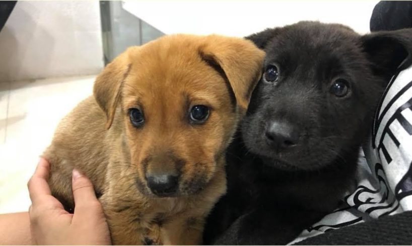 Animal Shelter | Two Puppies Was Rescued In The Sewer | Poor Puppies Cried For Help