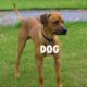 Animal Sounds: Real Animals - Names, Sounds, and Babies' Names
