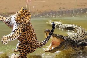 Animal fight back Leopard catch Crocodile On Riverside| Most Spectacular Big Cat Attacks Compilation