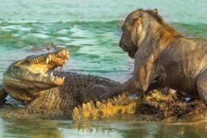 Animal fight back Lion vs Crocodile under the Swamp compilation | Best Unexpected Raids And Battles