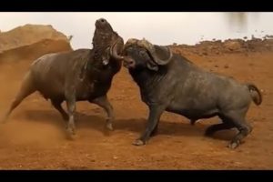 Animal fights - Epic battles of buffaloes, bisons and bulls