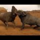 Animal fights - Epic battles of buffaloes, bisons and bulls