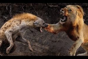 Animal fights - Lions vs hyenas - Lions attack hippo honey badger - Animal attacks