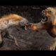 Animal fights - Lions vs hyenas - Lions attack hippo honey badger - Animal attacks