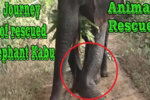 Animal rescued ❤ Journey of rescued elephant Kabu ❤ Animals aid ❤ #6