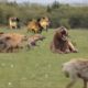 Animals Fighting For Foods Lion, Hyenas And Wild dogs