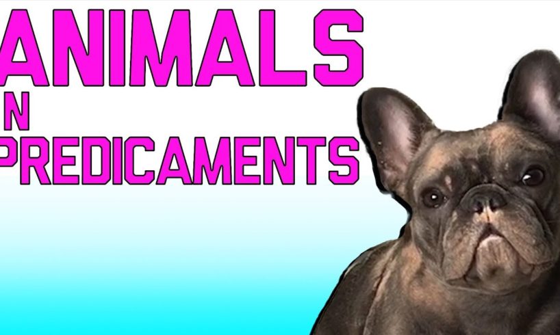 Animals In Predicaments: Animal Fails (Mar 2018) | FailArmy