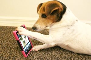 Animals Playing On iPads, Tvs Compilation