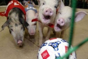 Animals Playing Soccer