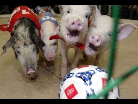 Animals Playing Soccer