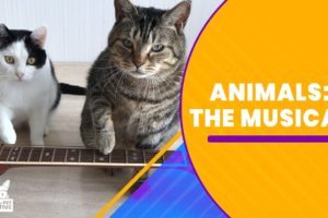 Animals: The Musical | The Pet Collective