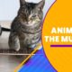 Animals: The Musical | The Pet Collective