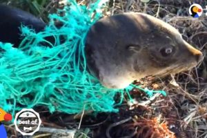 Animals Trapped In Fishing Nets Get Rescued Just In Time | The Dodo