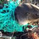 Animals Trapped In Fishing Nets Get Rescued Just In Time | The Dodo