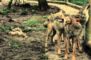 Animals at play | Wolves