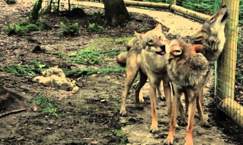 Animals at play | Wolves