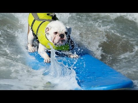 Animals doing sports – Funny and cute animal compilation