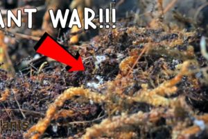 Ant War: Battle Of The Three Armies