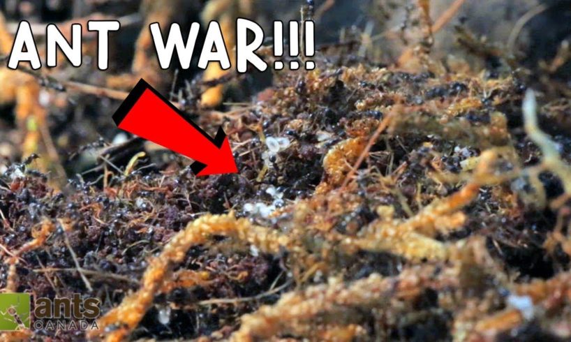 Ant War: Battle Of The Three Armies