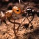 Ant colony raids a rival nest - Natural World - Empire of the Desert Ants - BBC Two