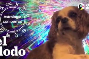 Astrología con perros | El Dodo