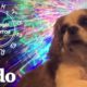 Astrología con perros | El Dodo