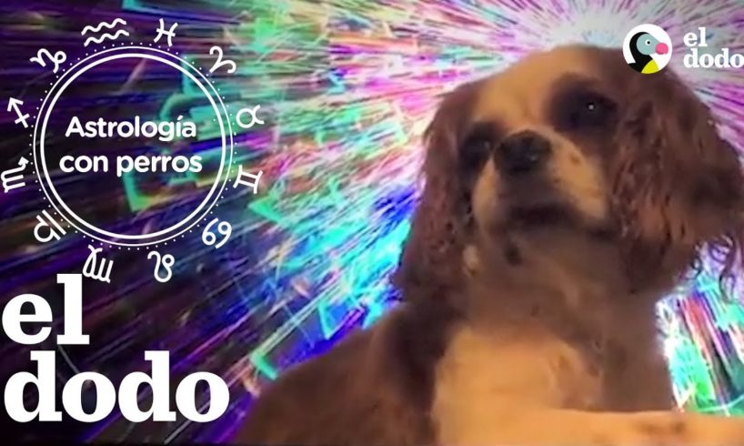 Astrología con perros | El Dodo