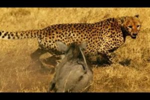 Attack lions, hyenas and cheetah - Craziest animal fights