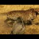 Attack lions, hyenas and cheetah - Craziest animal fights