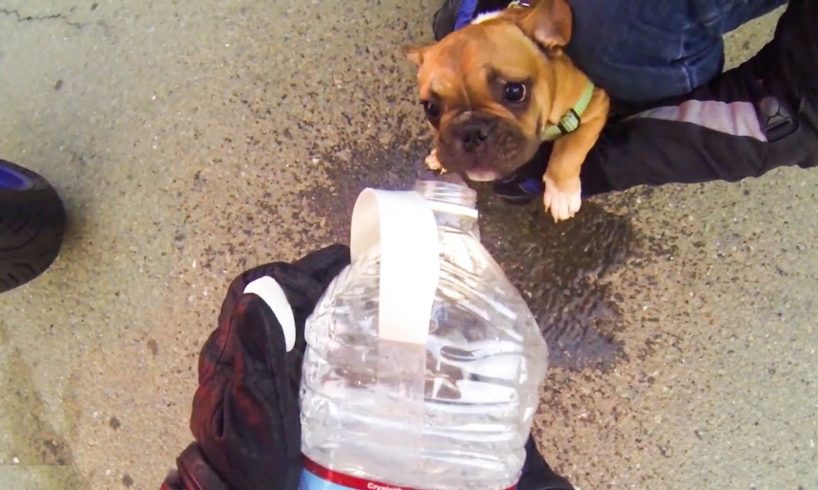 BIKERS RESCUE PUPPY FROM HOT CAR | RANDOM ACT OF KINDNESS |  [Ep. #22]
